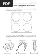 Actividad Moneras Protoctistas y Hongos