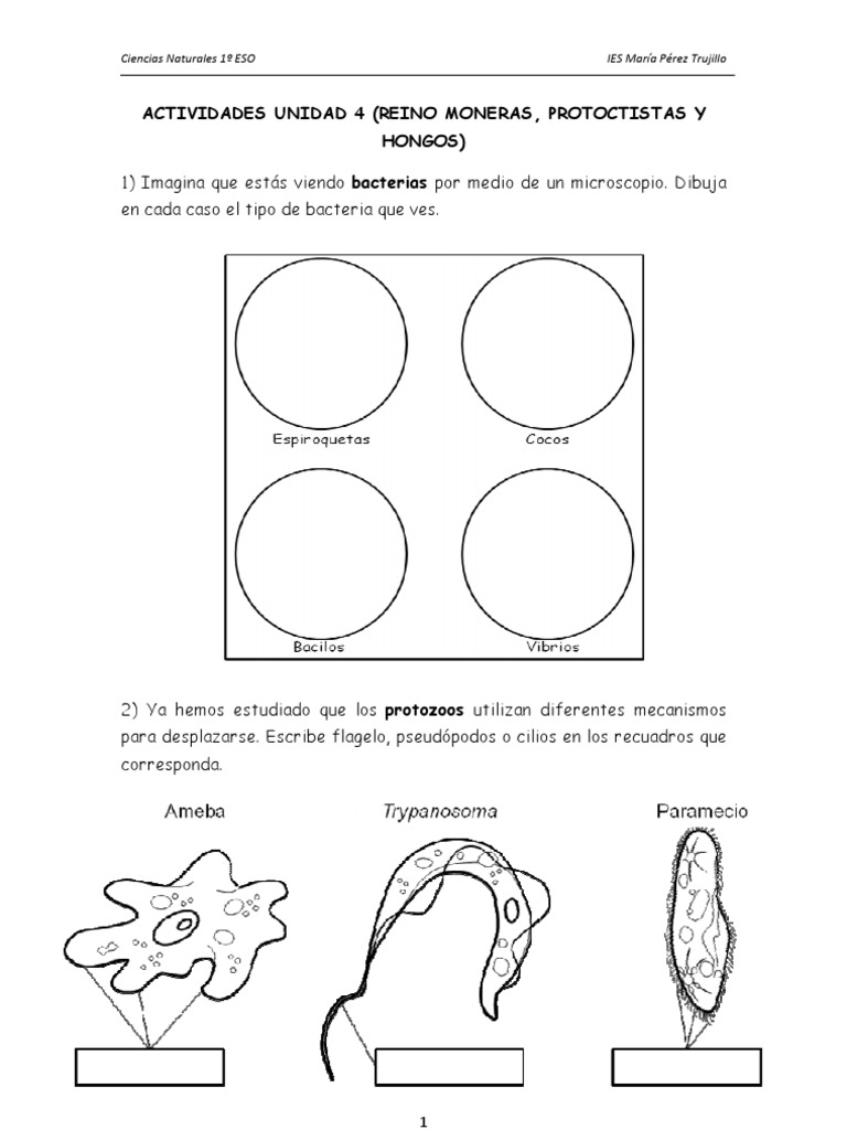 Actividad Moneras Protoctistas y Hongos | PDF | Algas | Espora