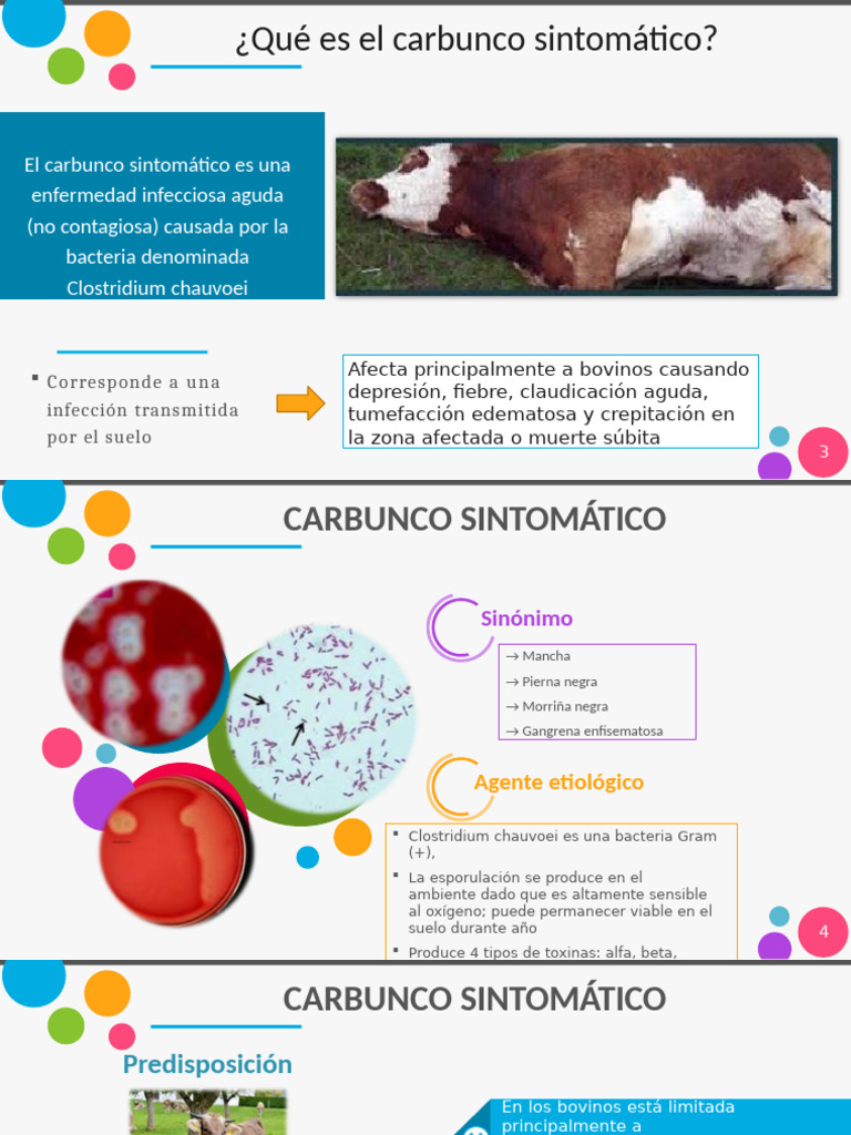 Carbunco Sintomático en Ganado Bovino | PDF | Ántrax | Especialidades ...