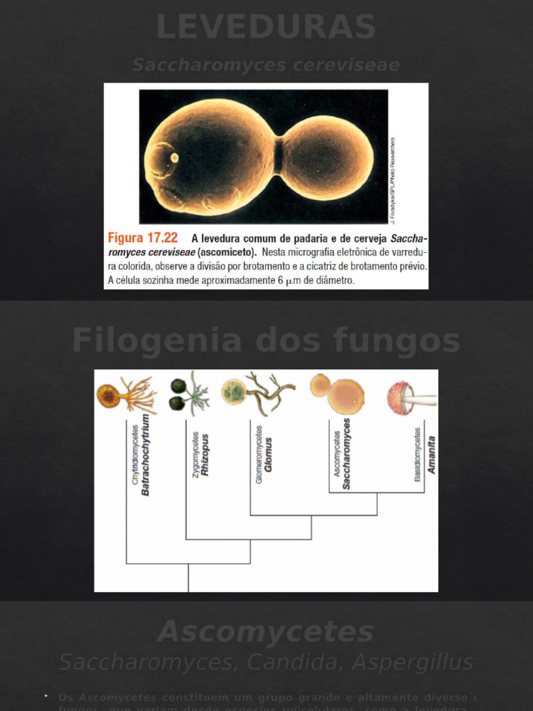 9. Leveduras | PDF