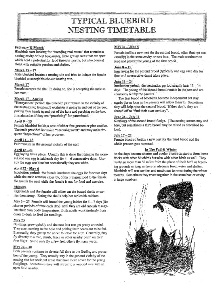 Bluebird Schedule | PDF