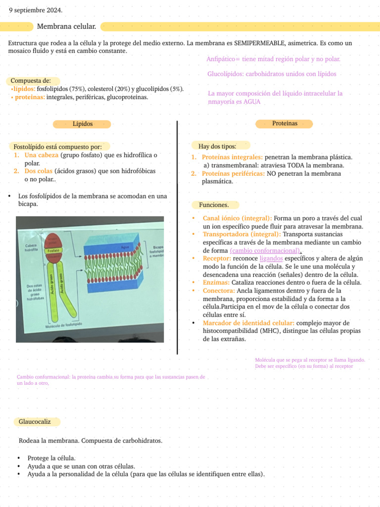 Estructura y funciones de la membrana celular | PDF | Membrana celular ...