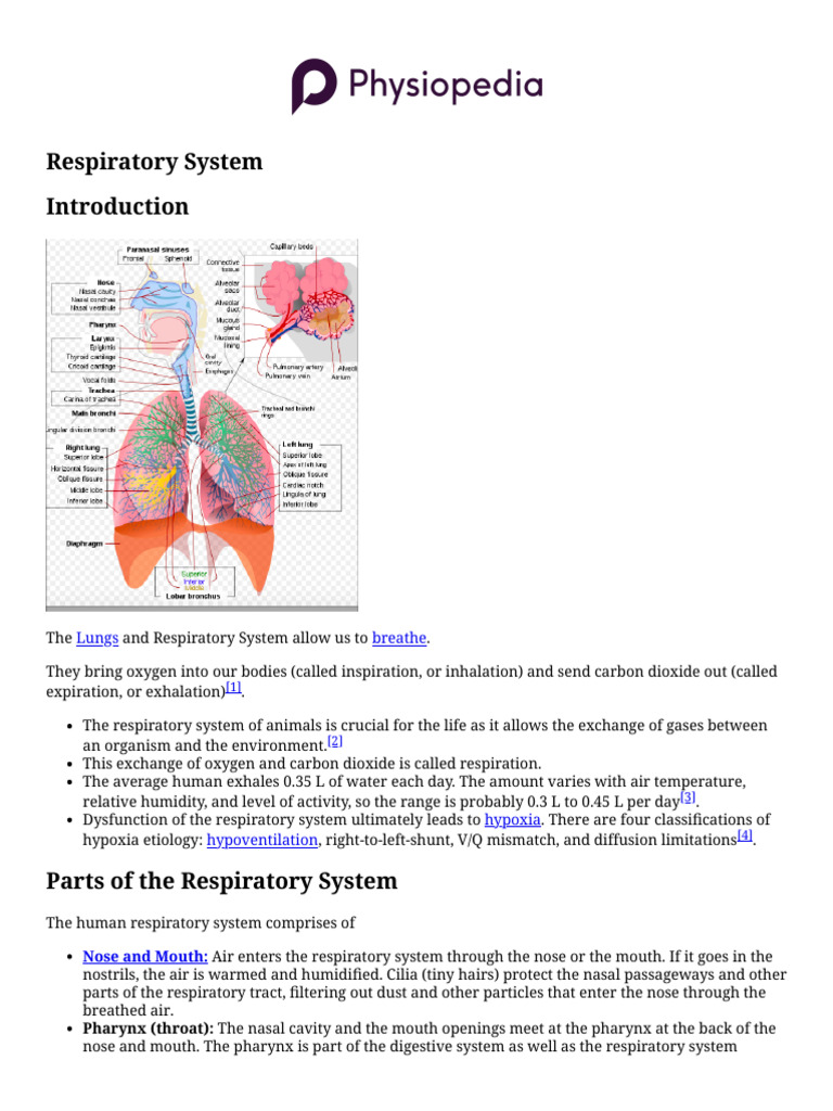 Overview of the Respiratory System | PDF | Respiratory Tract | Lung