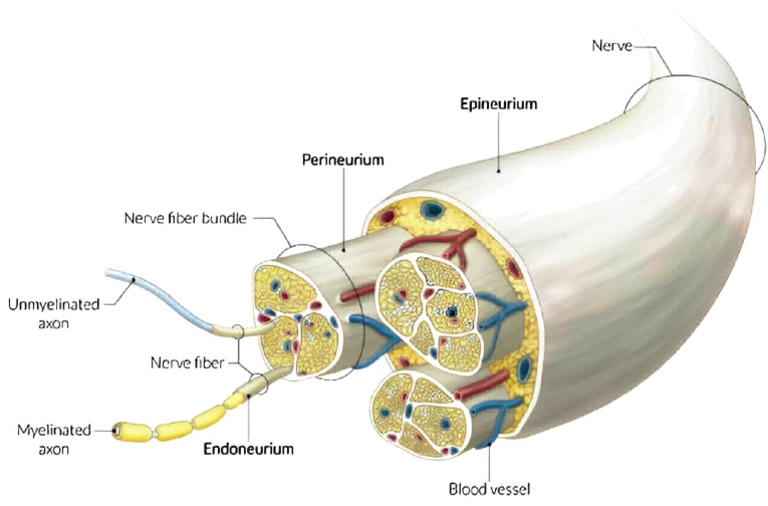 Nerve Fibre | PDF