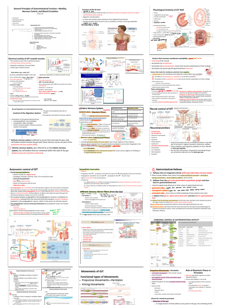 Gastrointestinal Motility and Control | PDF | Gastrointestinal Tract ...