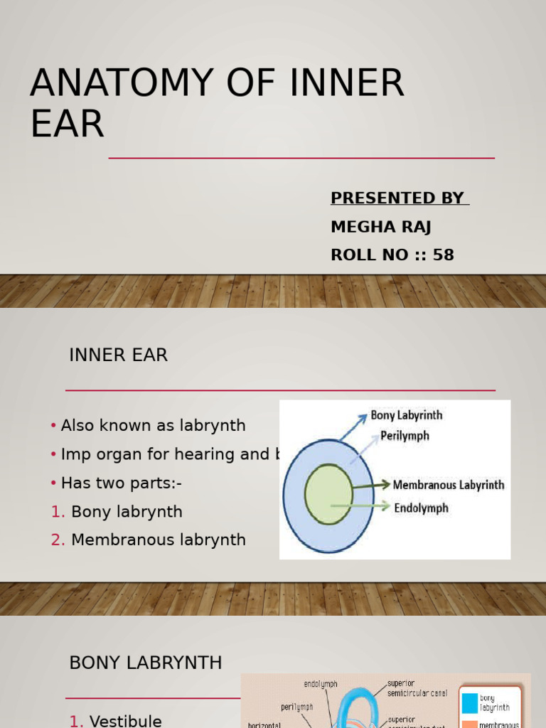 Anatomy of the Inner Ear Explained | PDF | Ear | Sensory Organs