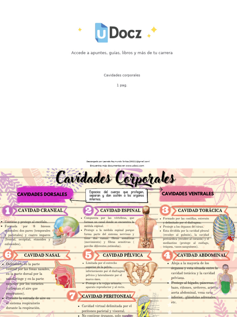 Cavidades Corporales y sus Funciones | PDF | Abdomen | Tórax