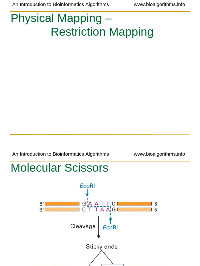 Bio Alg 02 | PDF | Restriction Enzyme | Life Sciences