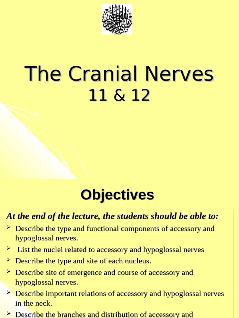 Accessory and Hypoglossal Nerves Overview | PDF | Neck | Spinal Cord