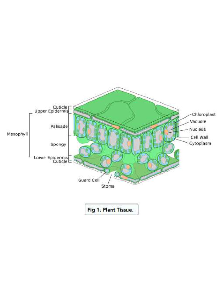 Plant Structure - Going Deeper | PDF