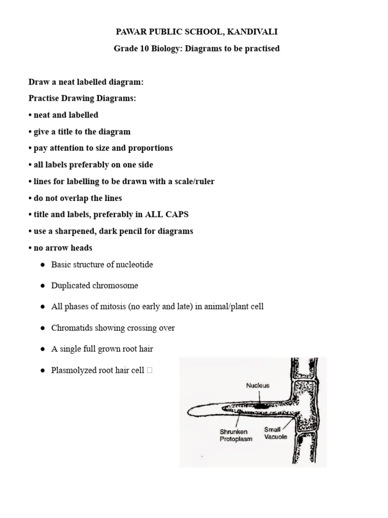 Class 10 Biology Diagram Guidelines | PDF