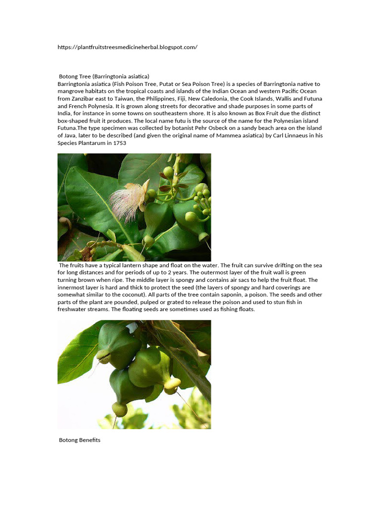 Benefits of the Botong Tree | PDF | Trees | Botany