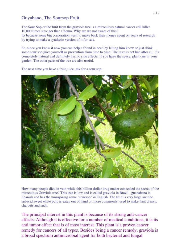 Guyabano Soursop Fruit Pdf Chemotherapy Cancer