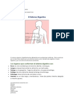 Sistema Digestivo