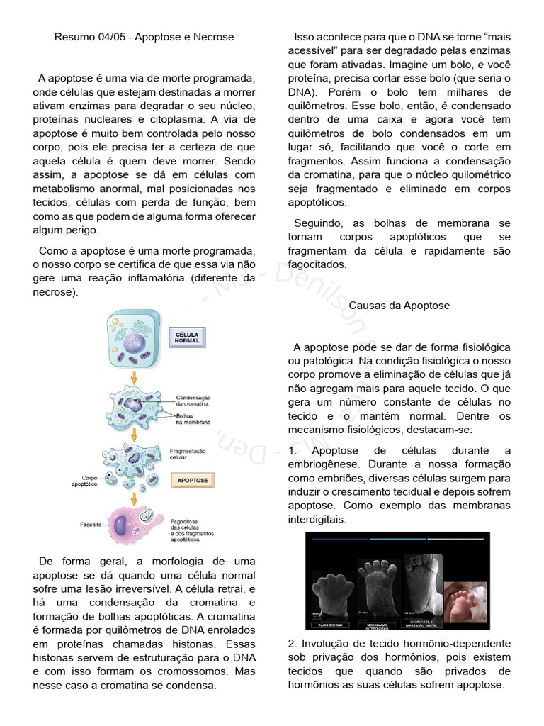 Apoptose vs Necrose: Mecanismos e Causas | PDF | Apoptose | Necrose