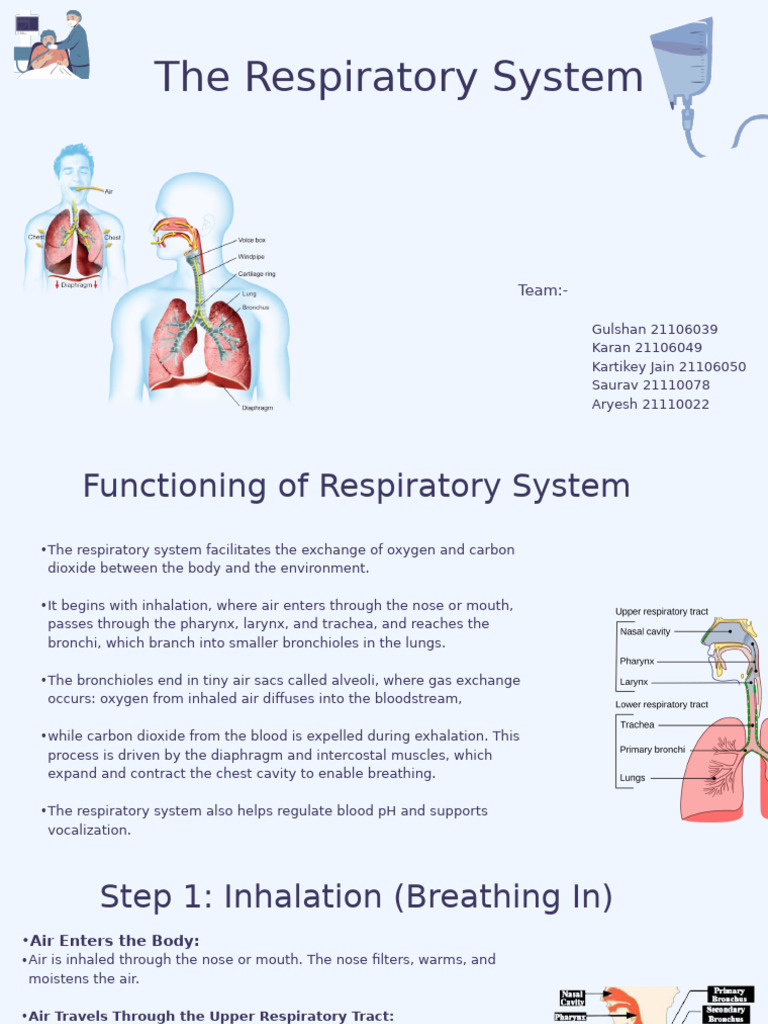 Understanding the Respiratory System | PDF | Respiratory Tract | Exhalation