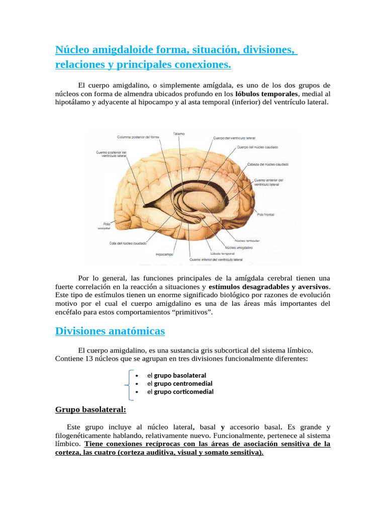 Anatomía y funciones de la amígdala | PDF | Hipotálamo | Amígdala