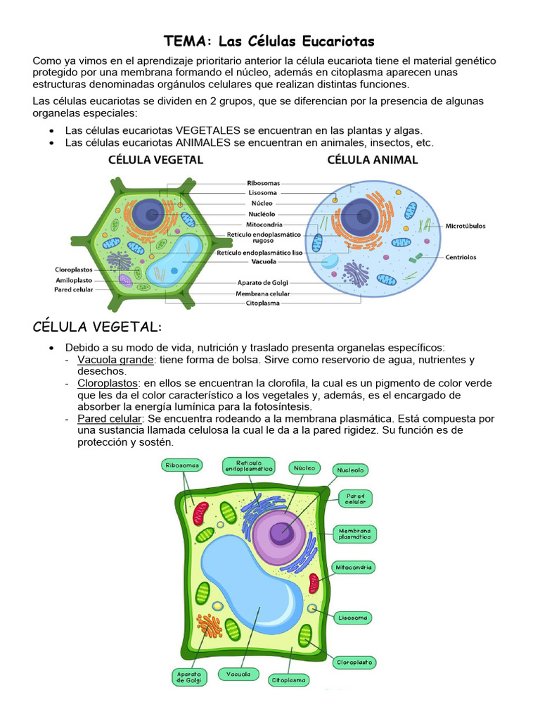Tipos y partes de células eucariotas | PDF | Biología Celular) | Citoplasma
