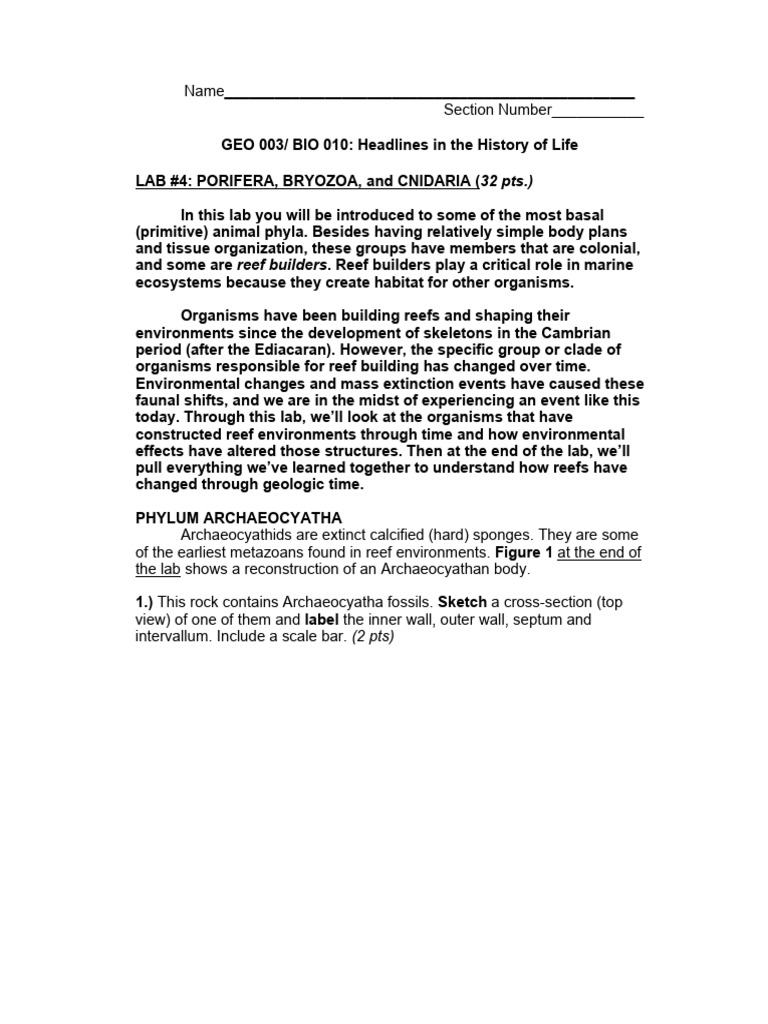 LAB+4+Blank+ +Cnidaria,+Porifera,+and+Bryozoans | PDF | Coral | Sponge