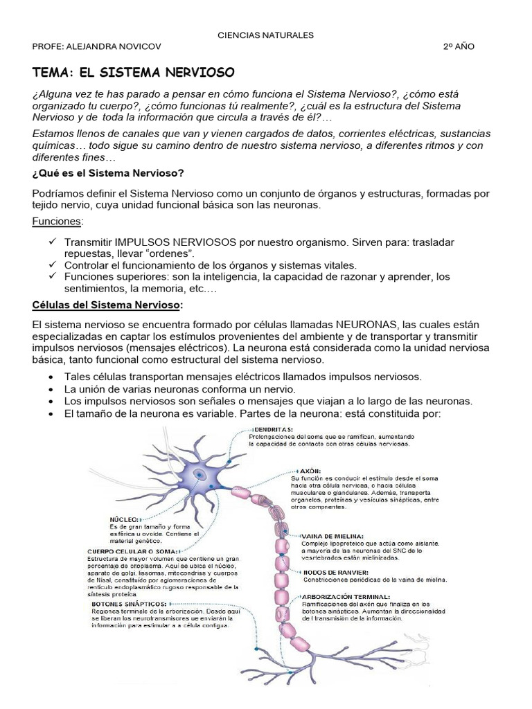 Sistema Nervioso | PDF | Sinapsis | Cerebro