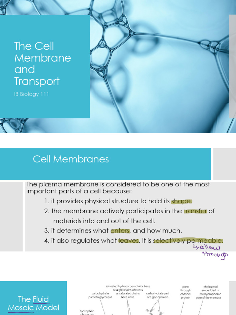 Cell Membrane and Transport A Feb 20 | PDF | Cell Membrane | Cell Biology