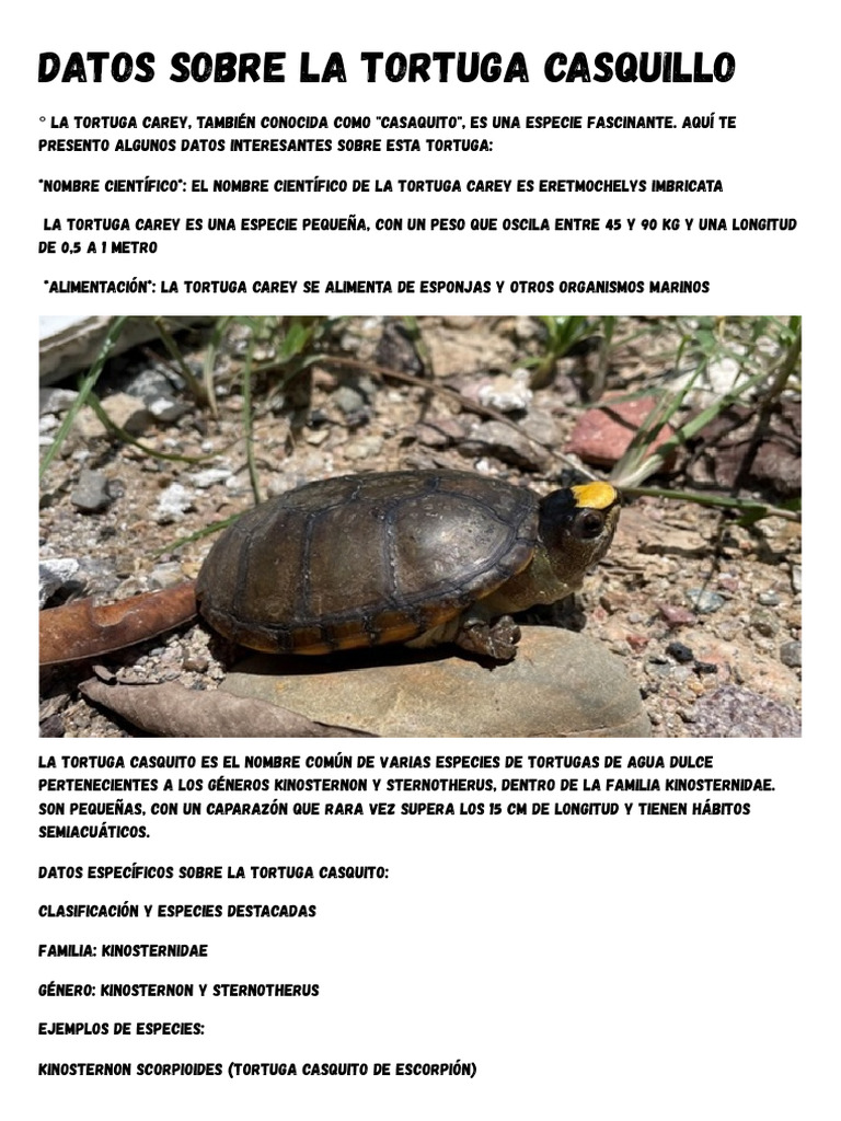 Datos sobre la tortuga casquito | PDF