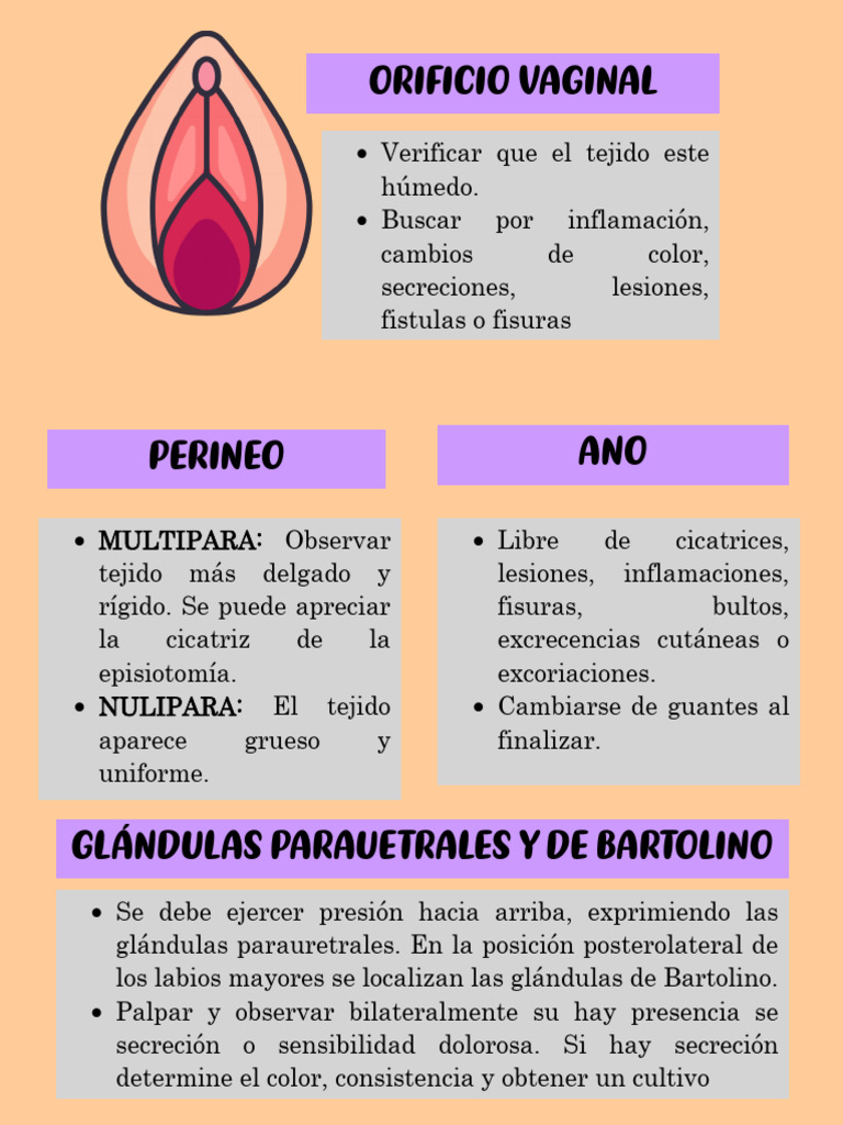 Exploración de Genitales Externos Femeninos | PDF | Sistema Reproductor ...