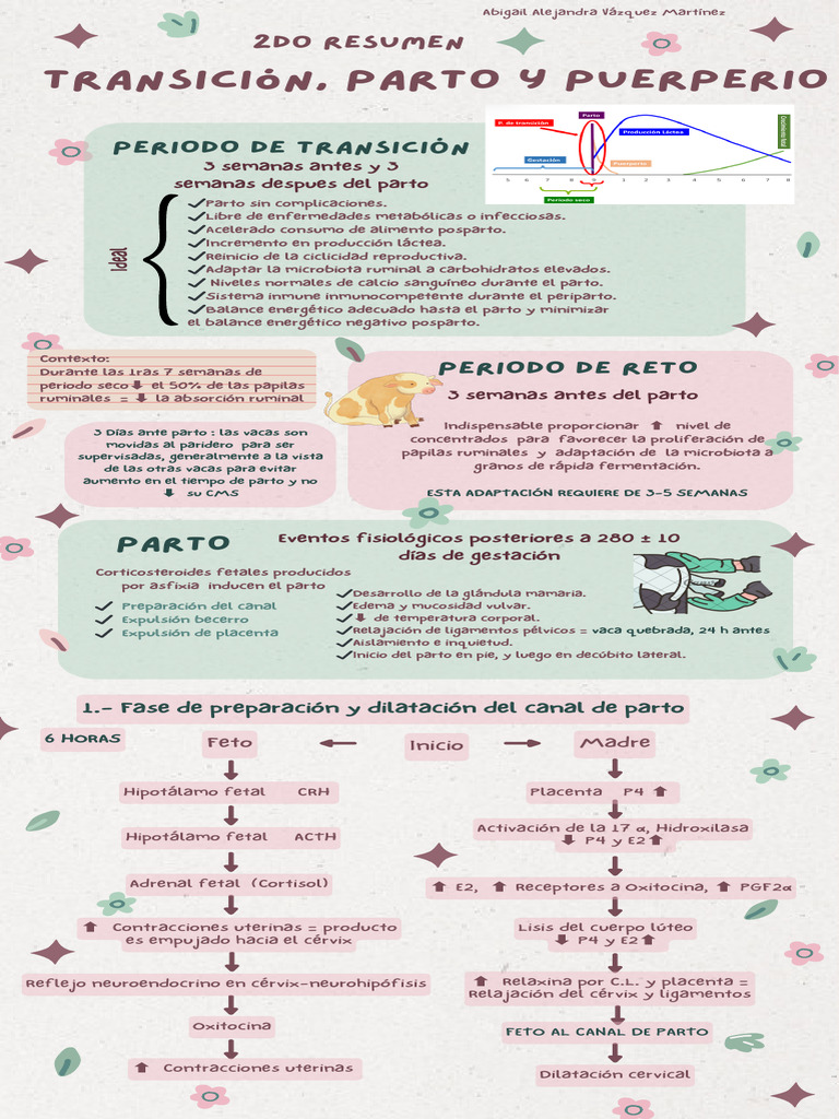 Manejo del Parto y Puerperio en Vacas | PDF | Parto | Periodo posparto