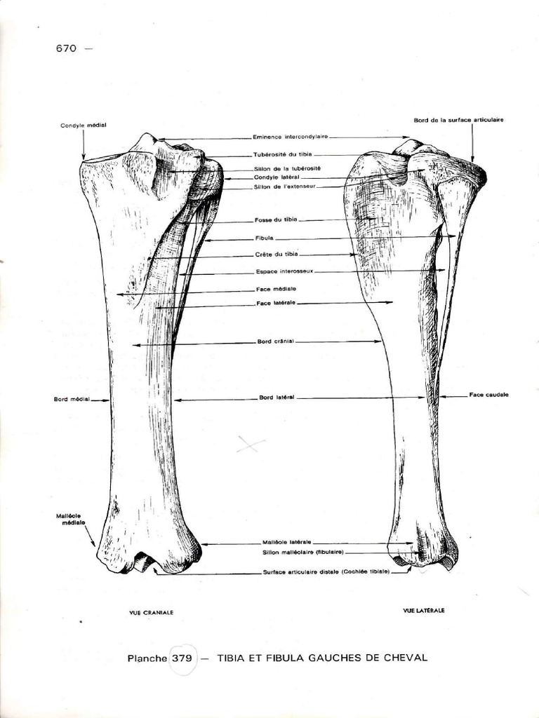Anatomie du Tibia et Fibula chez les Animaux | PDF | Système ...