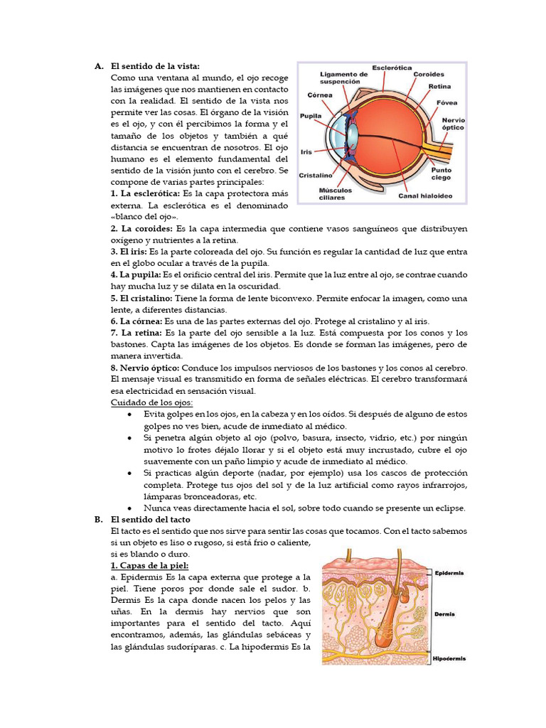 El sentido de la vista y su cuidado | PDF | Percepción visual | Ojo