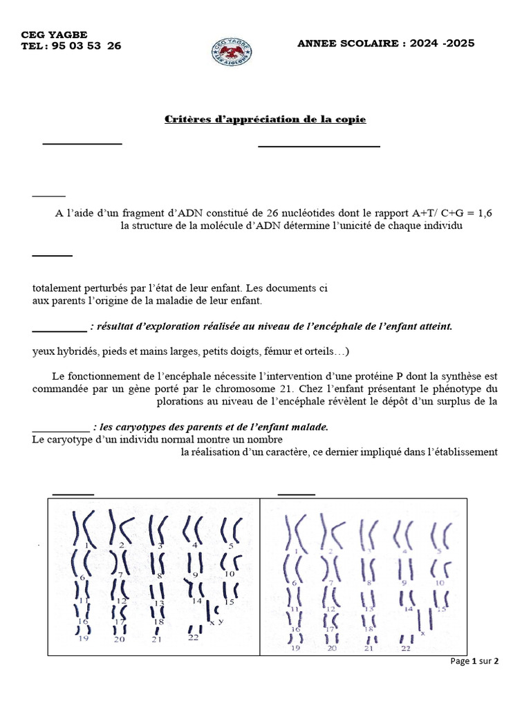ADN et syndrome de Down : explications scientifiques | PDF | Gène | Ploïdie