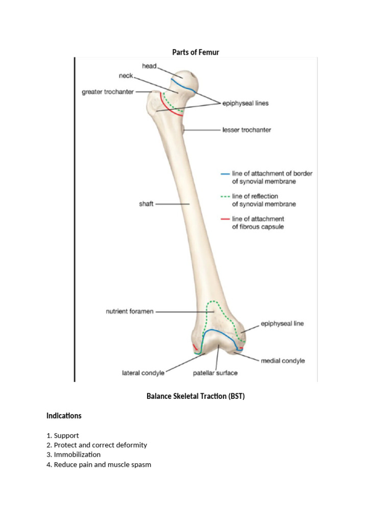 1orthopedic Lecture | PDF | Hip | Vertebral Column