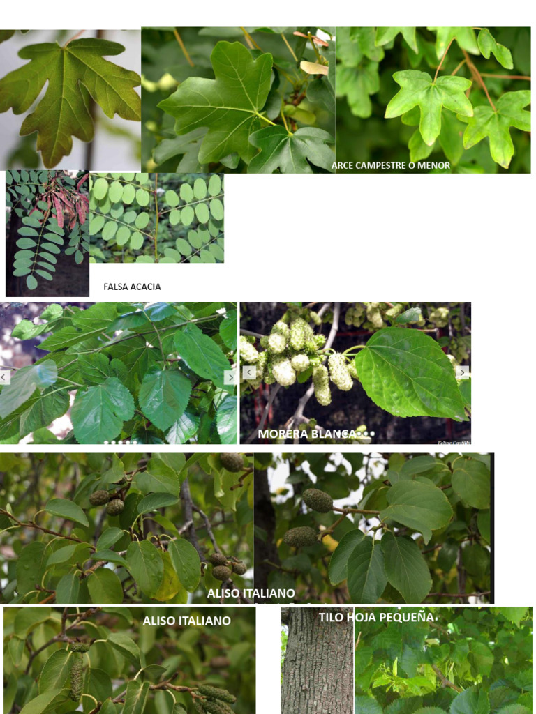 Arboles Valdebebas | PDF