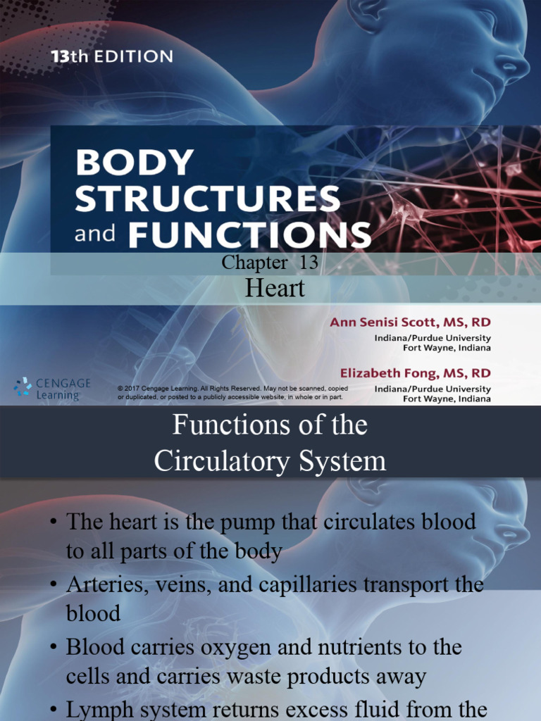 Heart Structure and Function Overview | PDF | Heart Valve | Heart