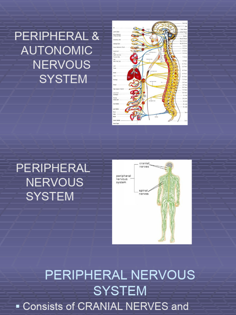 ANS 2024 | PDF | Motor Neuron | Nervous System