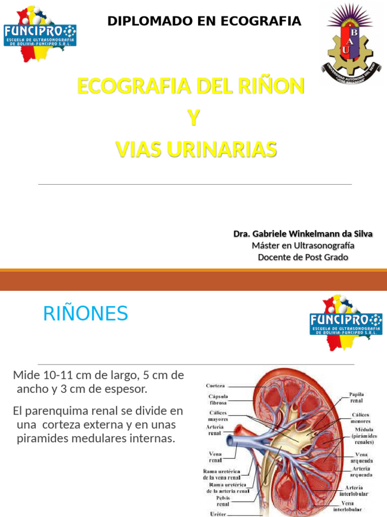 Ecografía Renal: Diagnóstico y Patologías | PDF | Riñón | Ultrasonido ...