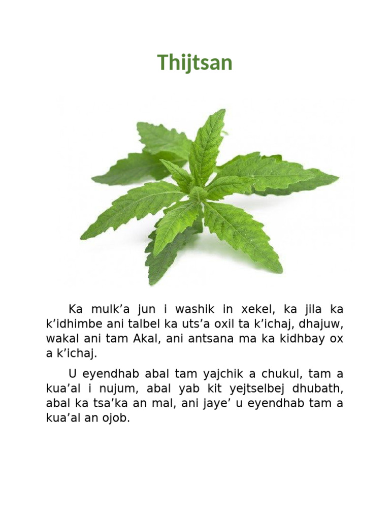 Plantas Medicinales en Tenek (Thijtsan) | PDF