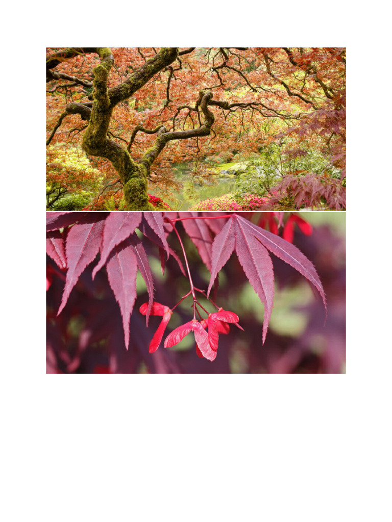 Japanese Maple | PDF