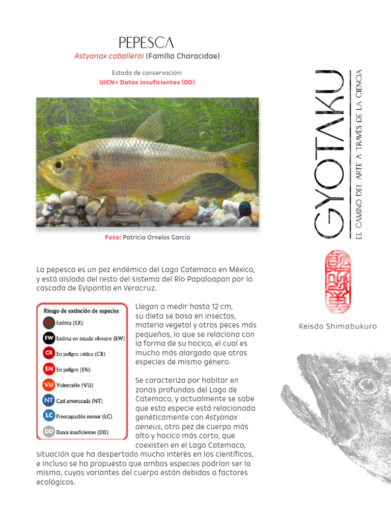Pepesca: pez endémico de Catemaco | PDF