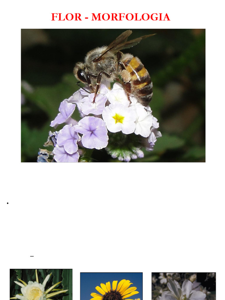 Morfologia das Flores: Estruturas e Tipos | PDF | Flores | Morfologia ...