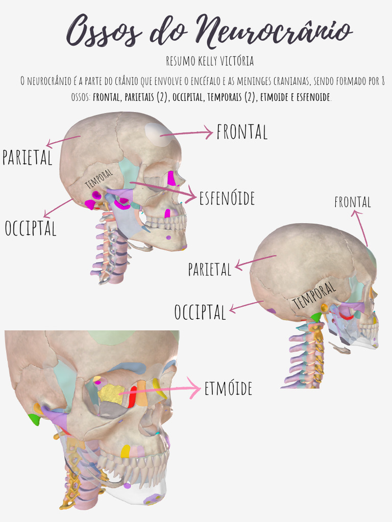 Anatomia dos Ossos do Neurocrânio | PDF | Crânio | Anatomia humana