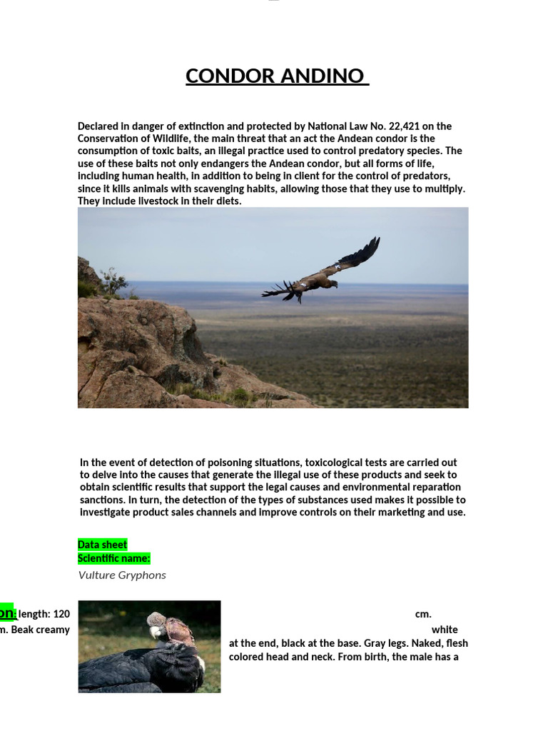 condor-andino | PDF | Birds | Ornithology