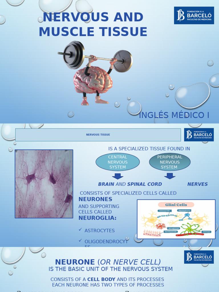 Nervous and Muscle Tissue - 2021 | PDF | Neuron | Axon