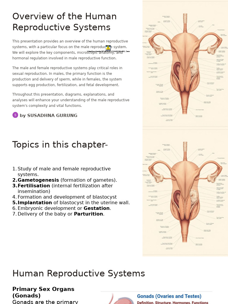 Overview of The Human Reproductive Systems | PDF | Menstrual Cycle ...