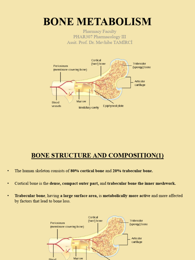 Understanding Bone Metabolism and Remodeling | PDF | Bone | Osteoporosis