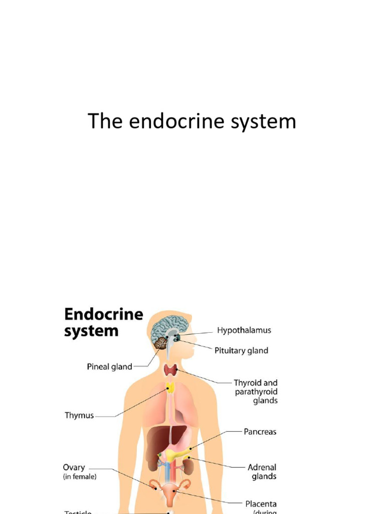 Understanding the Endocrine System | PDF