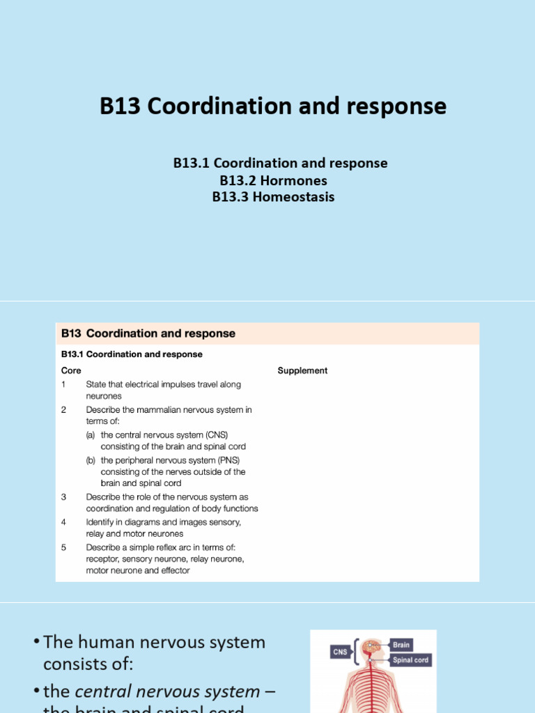 B13 Homeostasis - Nervous System | PDF | Stimulus (Physiology) | Neuron