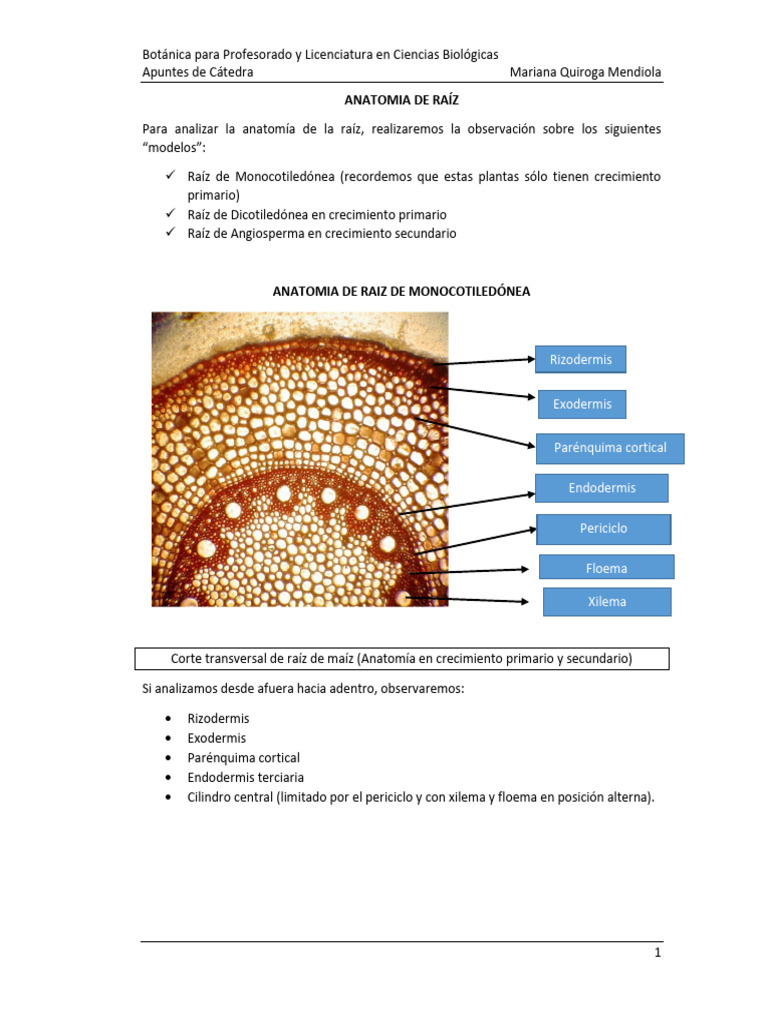 Anatomía del Periciclo en Raíces | PDF | Raíz | Biología