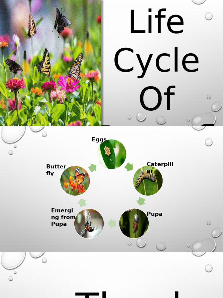 Life Cycle of Butterly | PDF