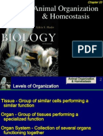 Animal Organization & Homeostasis